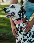 Colorful Knitted Boho Leather Dog Collar