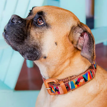 Guatemalan Leather & Woven Dog Collar