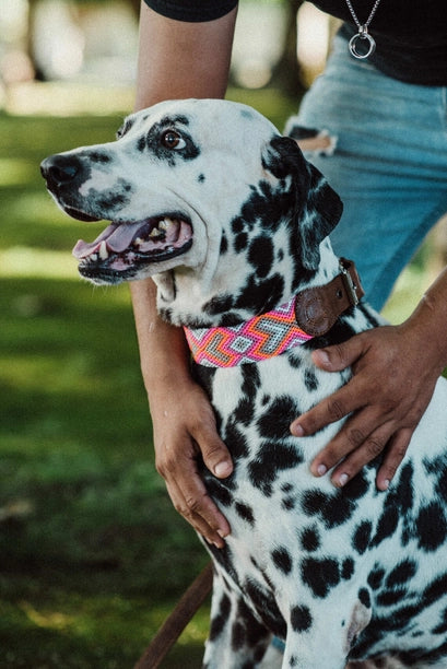 Colorful Knitted Boho Leather Dog Collar