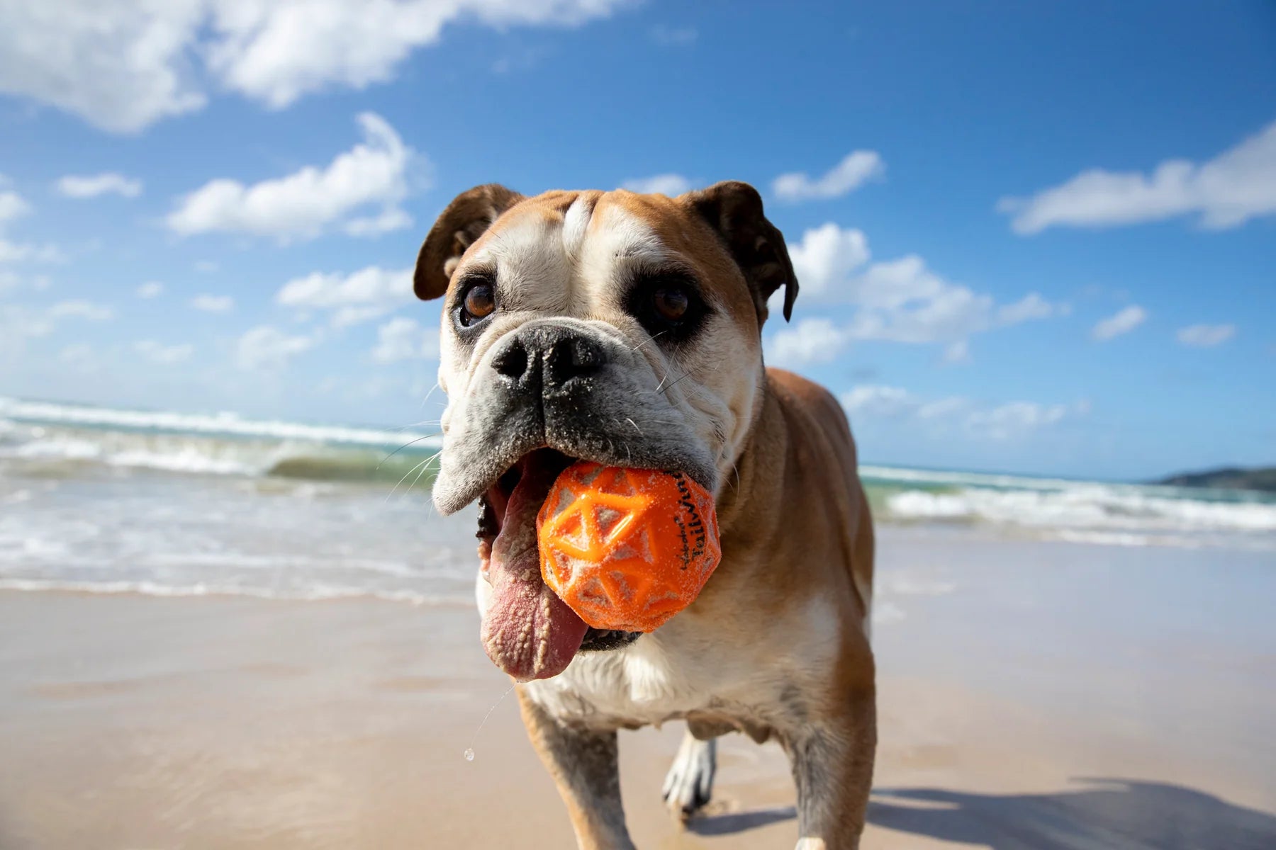 Waboba Tailwind Dog Ball